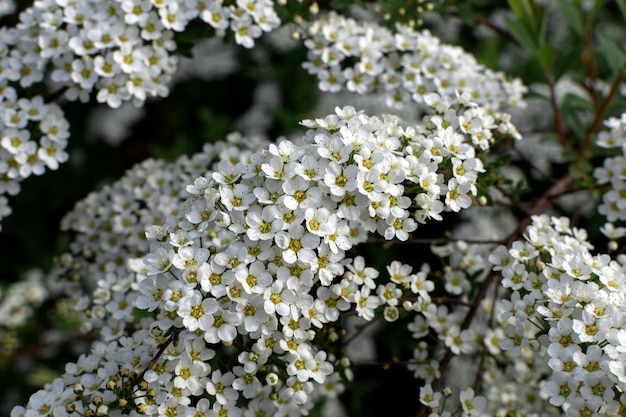 Plante à fleurs blanche Spiraea arguta buisson à fleurs