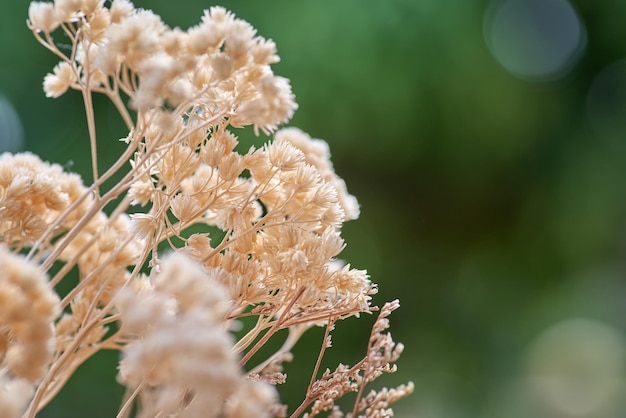 Une plante à fleurs blanches au premier plan