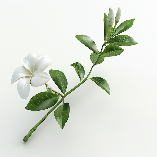 Photo une plante avec des fleurs blanches et des feuilles qui disent le nom dessus