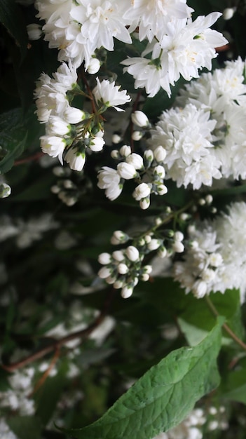 Plante à fleurs blanches