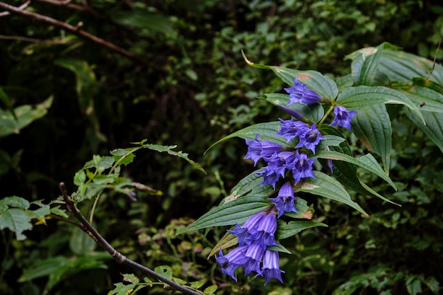 Photo une plante à fleurs bleues dans la forêt