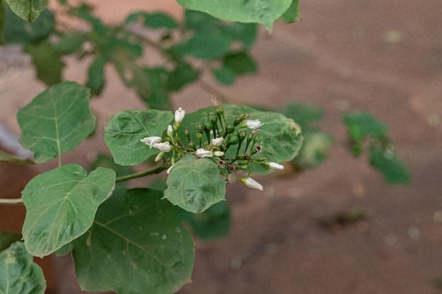 Plante à fleurs communément appelée jurubeba une morelle