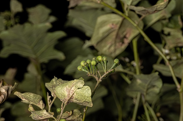 Plante à fleurs communément appelée jurubeba