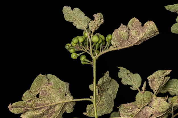 Plante à fleurs communément appelée jurubeba