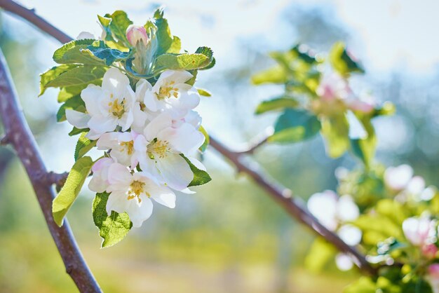 Plante en fleurs contre le ciel bleu dans la journée d'été Fond de printemps