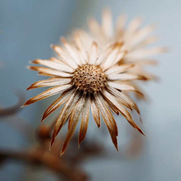 plante à fleurs dans le jardin dans la nature