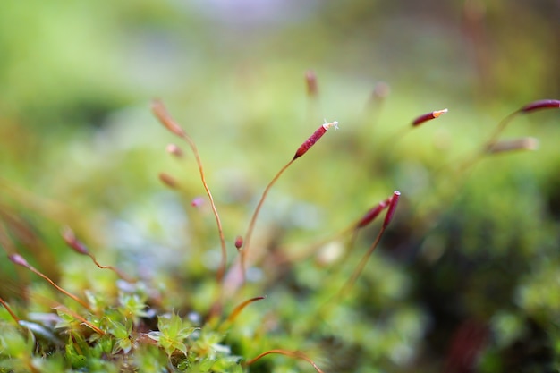 plante à fleurs dans la nature dans le jardin