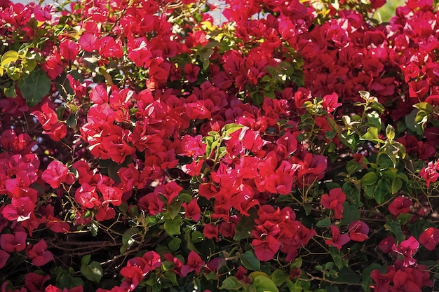 Plante à fleurs fleurissant avec fond de papier de bractées rouges