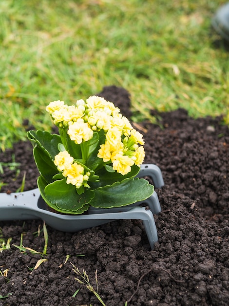 Plante à fleurs sur la fourche de jardinage sur le sol