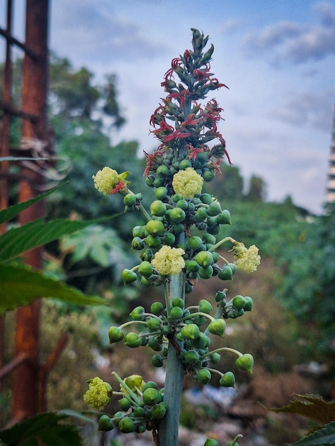 une plante avec des fleurs jaunes et des baies vertes dessus