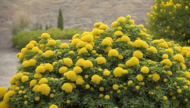 une plante avec des fleurs jaunes qui dit jaune