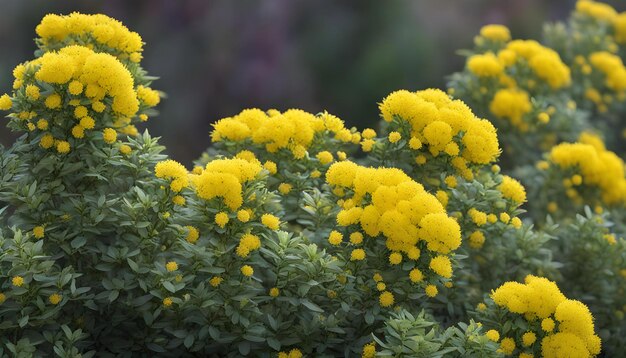 Photo une plante avec des fleurs jaunes qui fleurissent