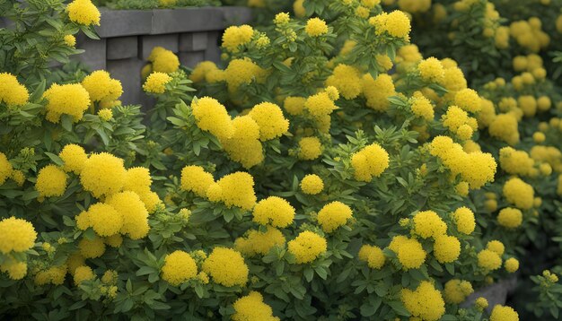 Photo une plante avec des fleurs jaunes qui fleurissent