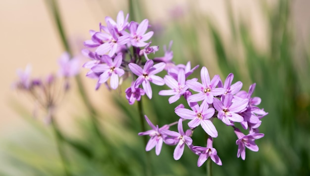 Plante à fleurs d'oignon avec mise au point sélective de fleurs pourpres