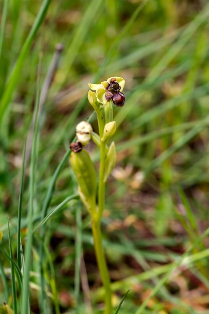 Plante à fleurs orchidée bourdon libre dans l'habitat naturel