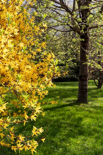 Plante à fleurs de paysage de printemps ou d'été avec des fleurs de forsythia jaunes dans l'aménagement paysager du parc