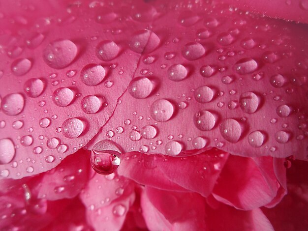 Photo plante de fleurs de pivoines de couleur rose gros plan gros plan de pivoine rose