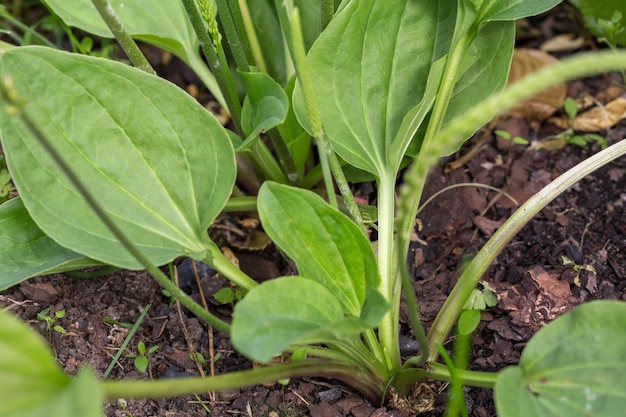 Plante à fleurs de plantain avec feuille verte Plantago major plantain à feuilles larges pied d'homme blanc ou plus grand plantain