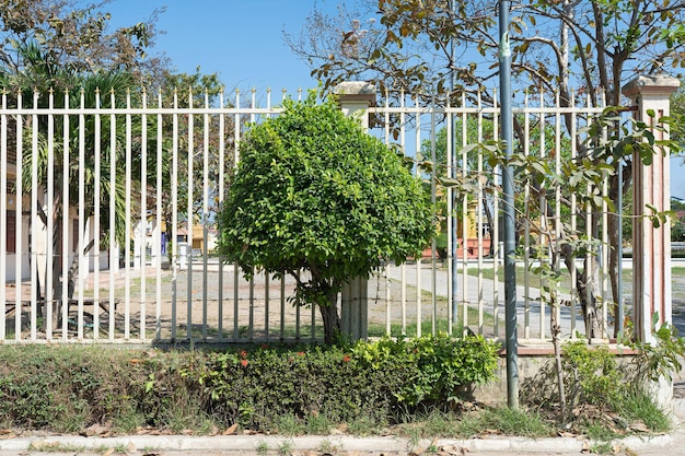 Plante à fleurs près de la clôture d'une pagode au Cambodge