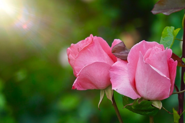 Plante à fleurs rose en été dans la nature