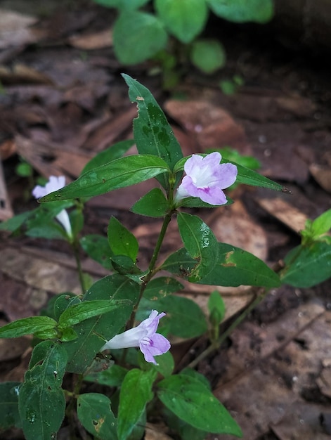 Une plante à fleurs roses dans la forêt