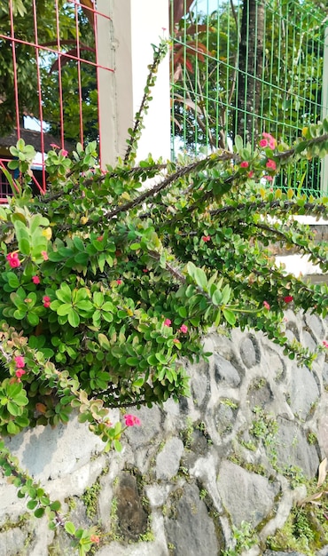 Une plante à fleurs roses pousse sur un mur de pierre.