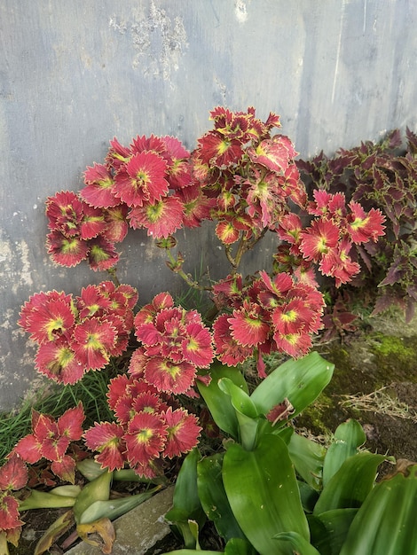 Une plante à fleurs rouges et feuilles vertes