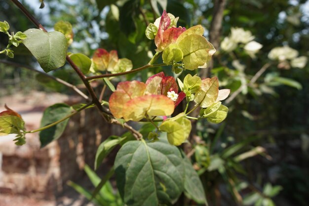 une plante avec des fleurs rouges et jaunes et une fleur blanche