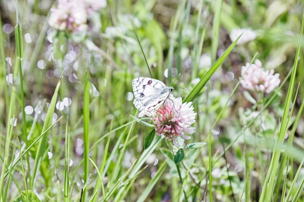 Plante à fleurs sauvages dans la nature Trifolium pratense fleur de trèfle Esthétique de la nature Scène d'été