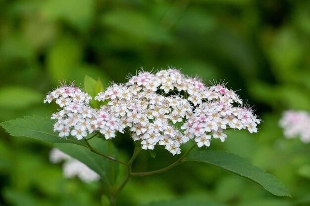 La plante à fleurs Spiraea Japonica Spiraea est rose fond d'été