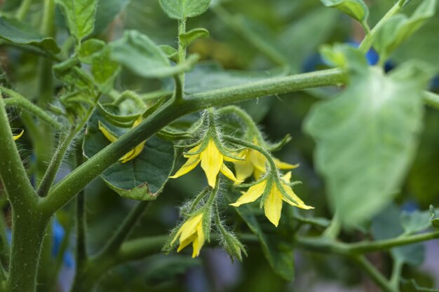 Plante à fleurs de tomate fleurs jaunes Agriculture à floraison abondante