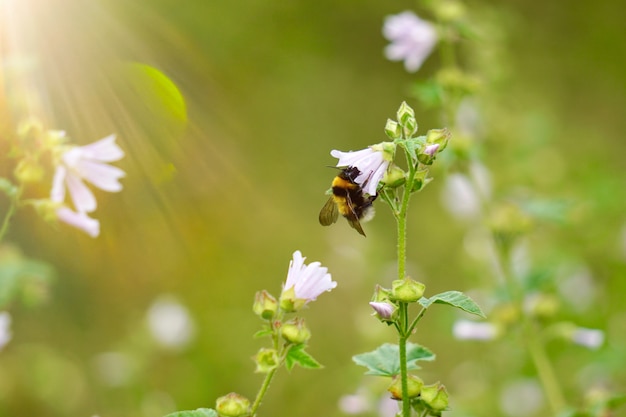 plante à fleurs verte dans le jardin, plantes dans la nature