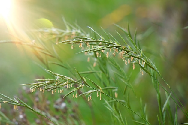 plante à fleurs verte dans la nature en été