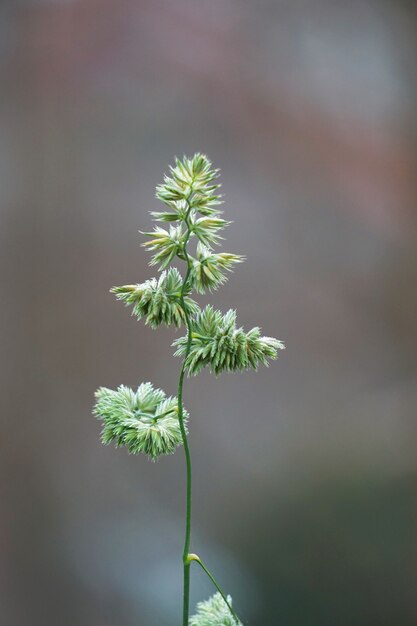 plante à fleurs verte