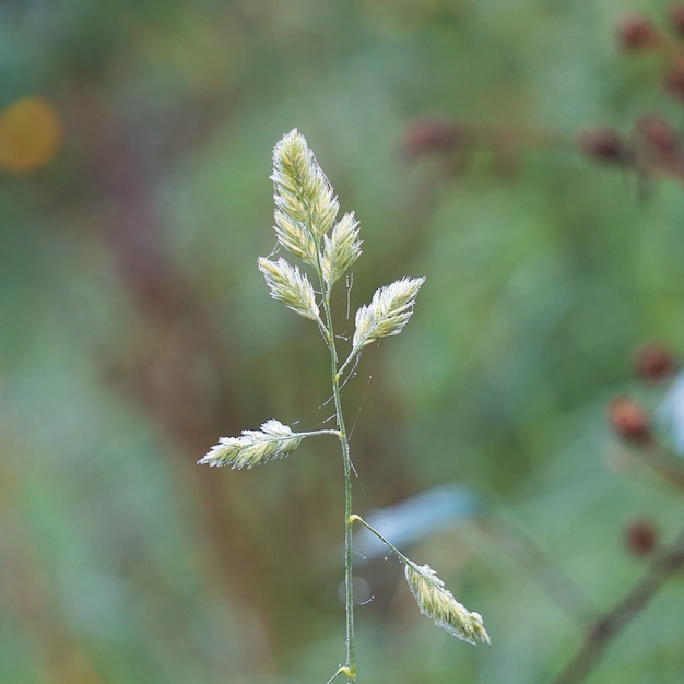 plante à fleurs verte