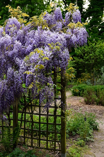 Plante à fleurs violettes bouclées sur un treillis en bois