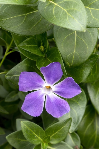 Plante à fleurs violettes avec de l'espace pour le texte