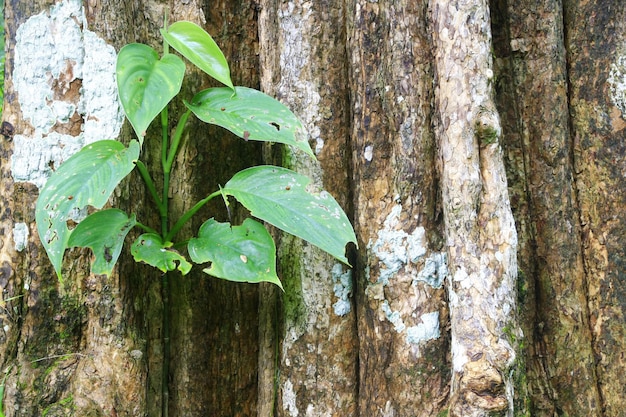 Plante sur fond d&#39;écorce de grand arbre, Thaïlande