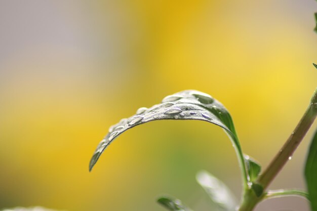 une plante avec un fond jaune qui a un fond flou