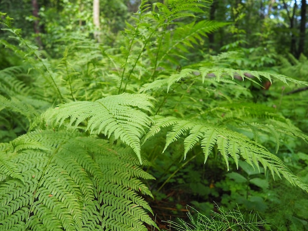 Plante en forme de fougère dans la forêt Belles feuilles vertes gracieuses Polypodiphyta un département de plantes vasculaires qui comprend des fougères modernes et d'anciennes plantes supérieures