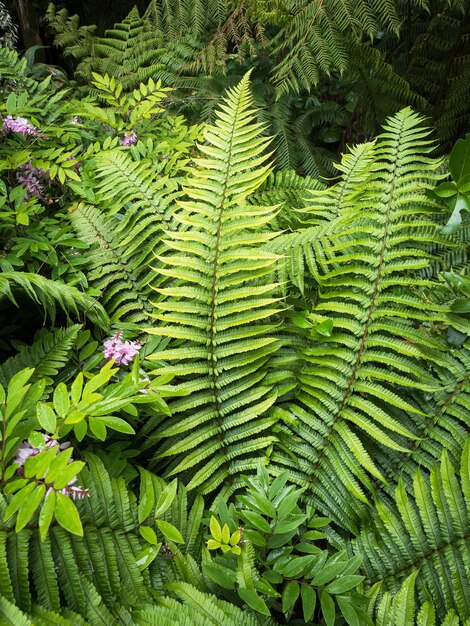 Plante de fougère des bois de Wallichs Dryopteris wallichiana