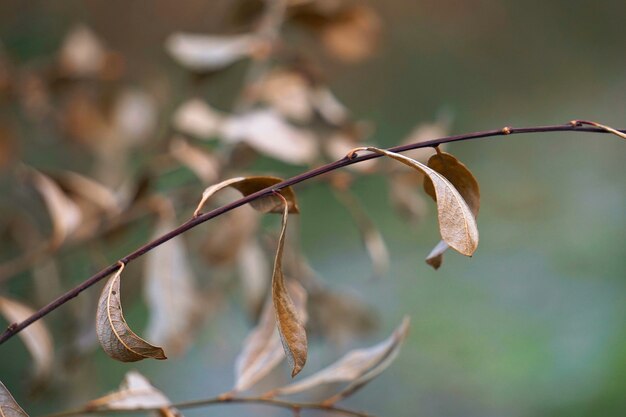 Plante de fougère brune abstraite laisse dans la nature