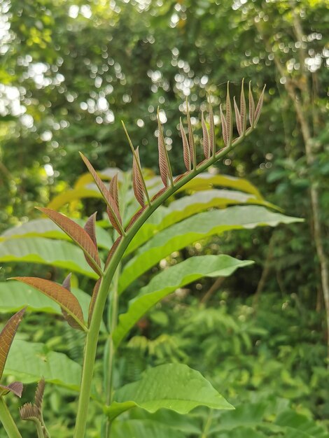 Plante de fougère dorée