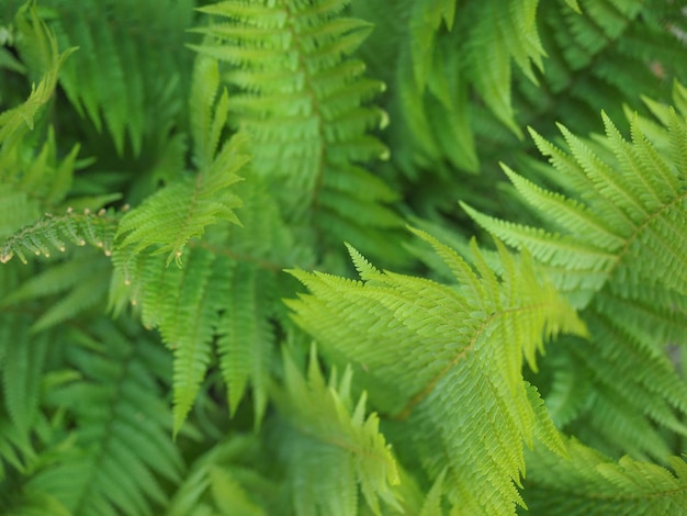 Plante de fougère verte