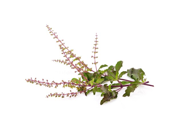 Plante fraîche de basilic rouge sur fond blanc