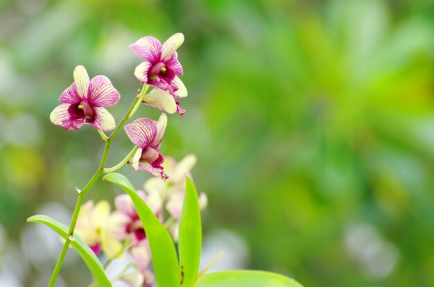 plante fraîche d'orchidée