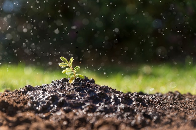 plante fraîchement arrosée