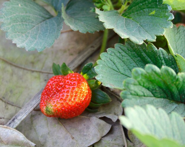 plante de fraise rouge