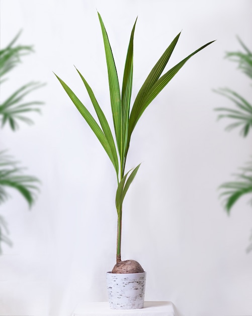 Plante fruitière de noix de coco en pot blanc