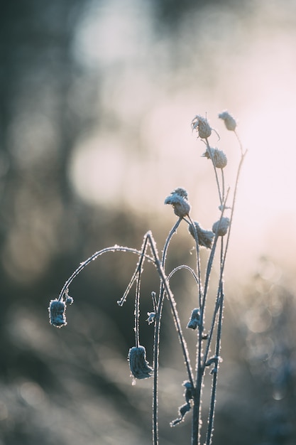 Photo plante gelée contre la lumière du soleil